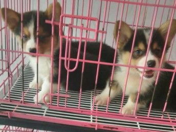 北京纯种柯基犬市场价格解析与购买指南